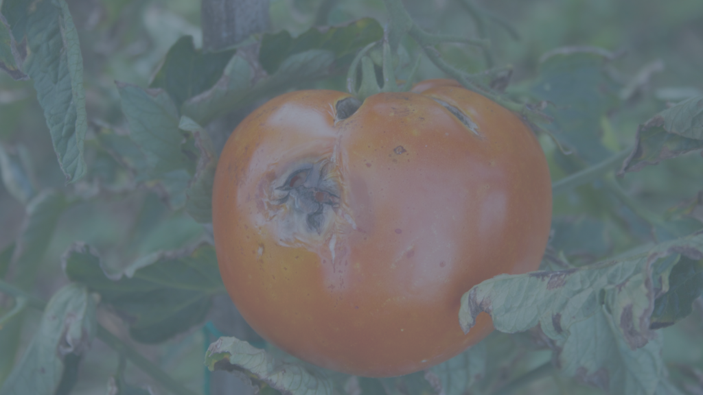 diseased tomato fruit on vine