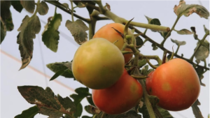 Discoloration spots on tomatoes caused by ToBRFV — © EPPO, Camille Picard